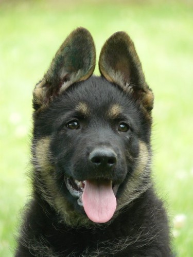 N�meck� ov��k