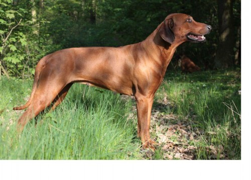 RHOD�SK� RIDGEBACK
