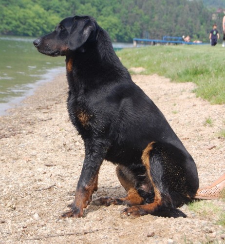 Beauceron - ov��k z Francie