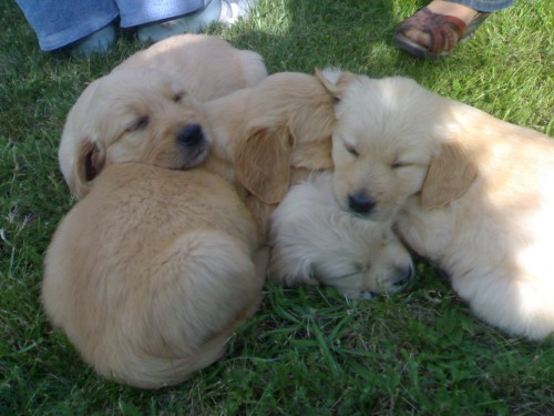 Prad�m Zlat�ho retrivera