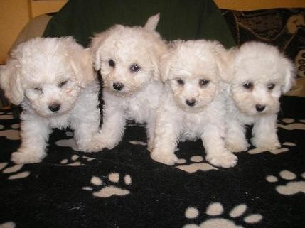 Bichon Fris� Bi�onek