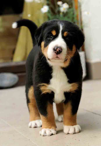 velk� �v�carsk� sala�nick� pes