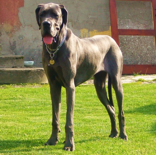 !!! Doga Annika hled� sv� sourozence!!!