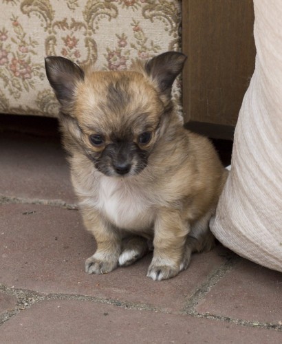 �ivava dlouhosrst� bez PP