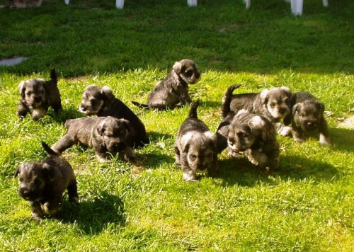 Kn�ra� mal� pep� a s�l s PP