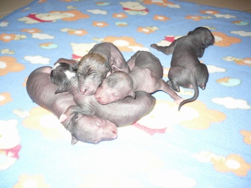 Peru�nsk� nah��