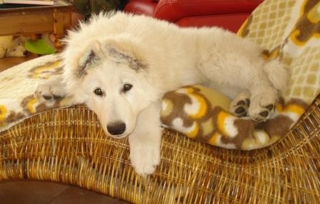 B�l� �v�carsk� ov��k