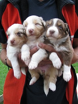 AUSTRALSK� OV��K - �T���TKA S PP