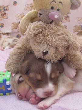 AUSTRALSK� OV��K - �T���TKA S PP