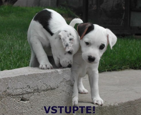 PARSON RUSSELL TERI�R