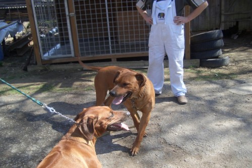 Rhod�sk� ridgeback