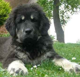 Tibetsk� doga  s PP