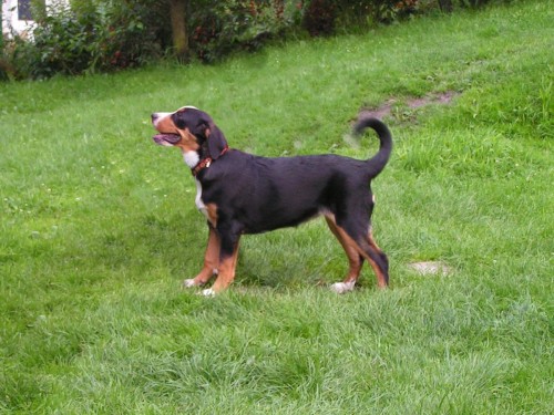 Velk� �v�carsk� sala�nick� pes