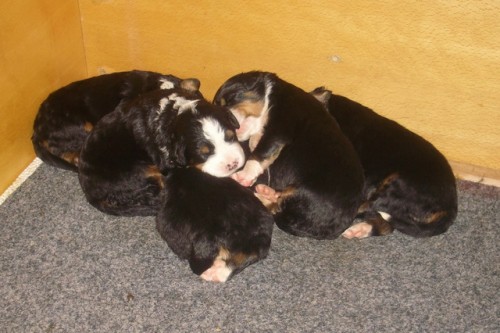 Prod�me �t��ata bernsk�ho sala�nick�ho psa