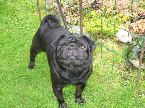 Mops �ern� s PP - kryt�