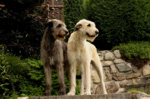 Irsk� vlkodav �t��ata