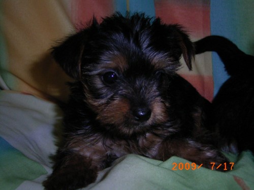 JORK��RSK� TERI�R