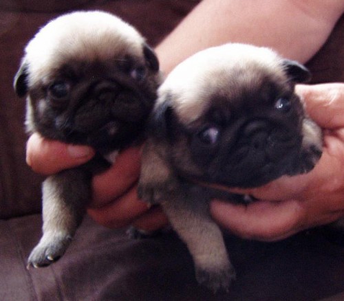 Mops - b�ov� fenky s PP