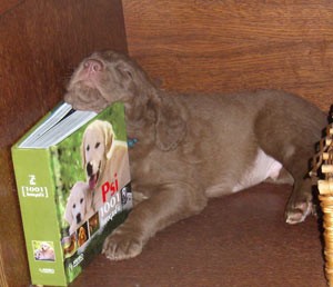 Retr�v�i- Chesapeake bay retriever