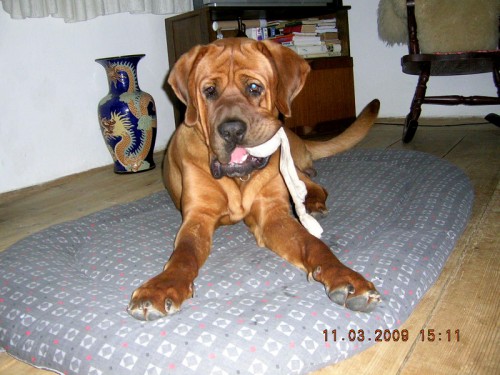 TOSA INU �t��ata