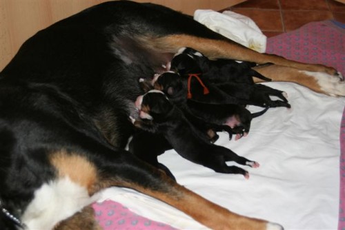 Velk� �v�carsk� sala�nick� pes