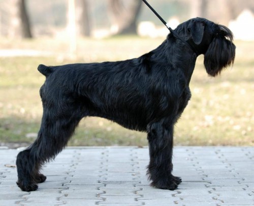 Kn�ra� st�edn� �ern�