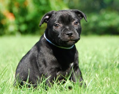 Staford��rsk� bulteri�r