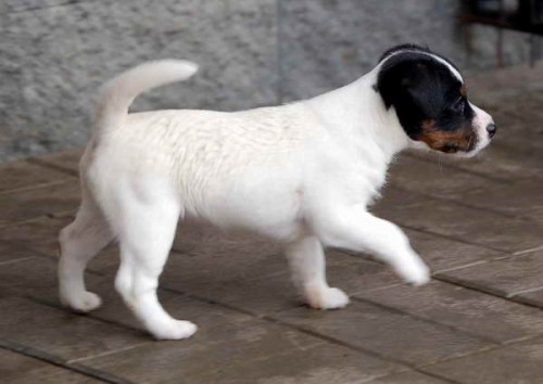 parson russell teri�r