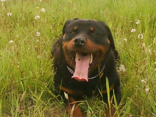 Predam ro�neho rotvajlera