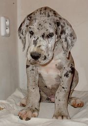 N�meck� doga - �t���tko - prodej