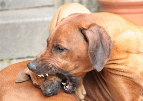 RHOD�SK� RIDGEBACK