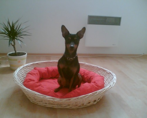 Trpasli�� pin� hled� nev�stu