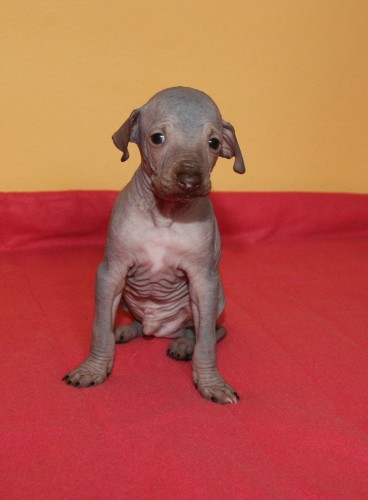 Peru�nsk� nah��