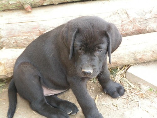 �t���tka labradorsk�ho retrievera s PP