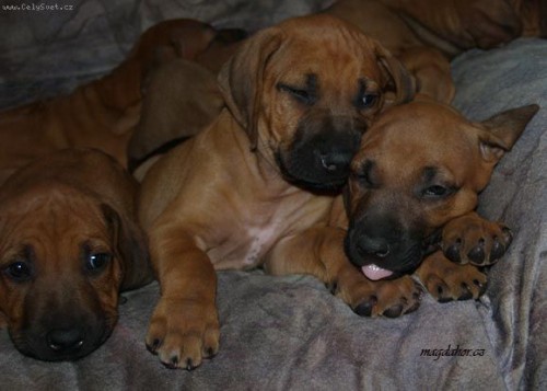 RHOD�SK� RIDGEBACK