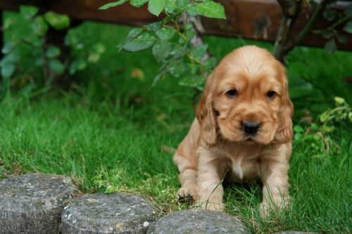 Anglick� kokr�pan�l - zlat� �t��ata