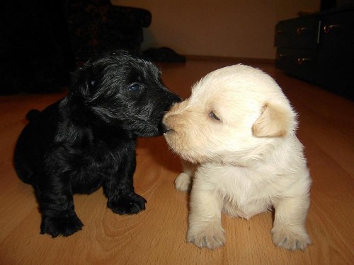 Skotsk� teri�r-prodej �t��at