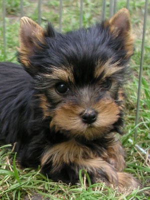 �t��ata jork��ra