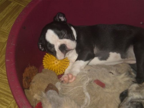 Bostonsk� terier - �t��ata s PP