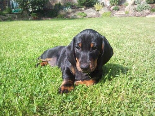 Jezev��k standard hladkosrst� s PP, �ern� s p�len�