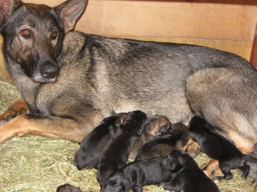 N�meck� ov��k