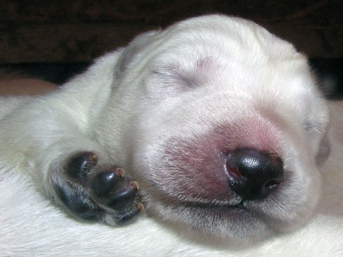 B�l� ov��k s PP