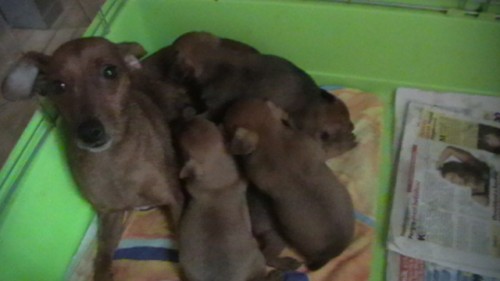 Trpasli�� pin�