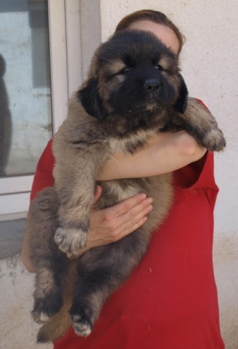 Kavkazsk� pasteveck� pes