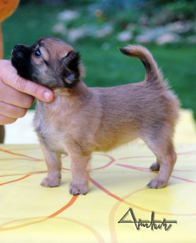 �ivava dlhosrst�