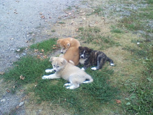 akita inu �t��ata