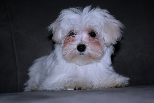 Malt�z��ek s PP