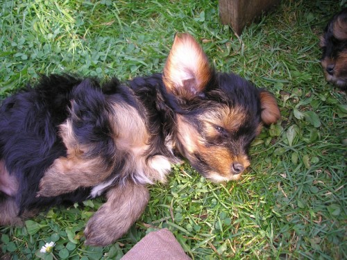 Prod�m �t���tka jork�