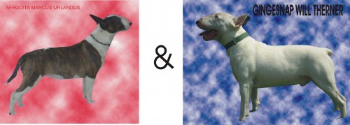 �t���tka bullteriera s PP