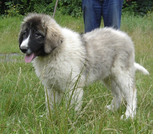 KAVKAZSK� PASTEVECK� PES